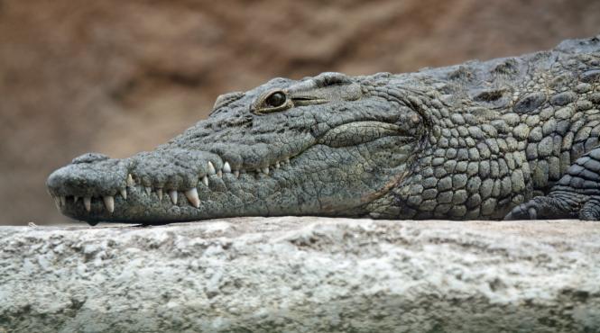 incalzirea globala ar putea duce la o inmultire a atacurilor crocodililor