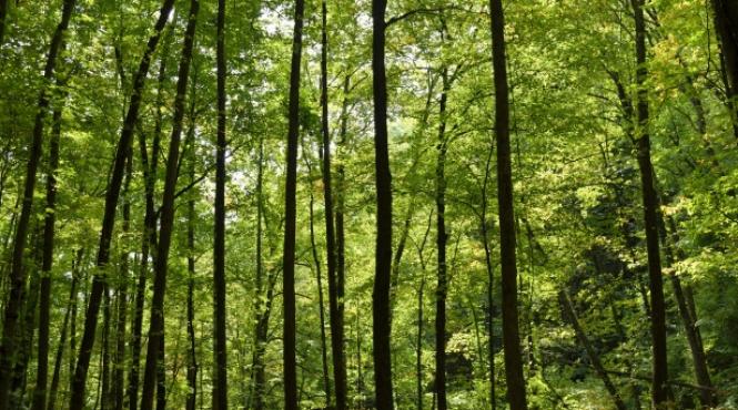 sua un excursionist de 70 de ani gasit dupa o saptamana intr o padure din sudul californiei