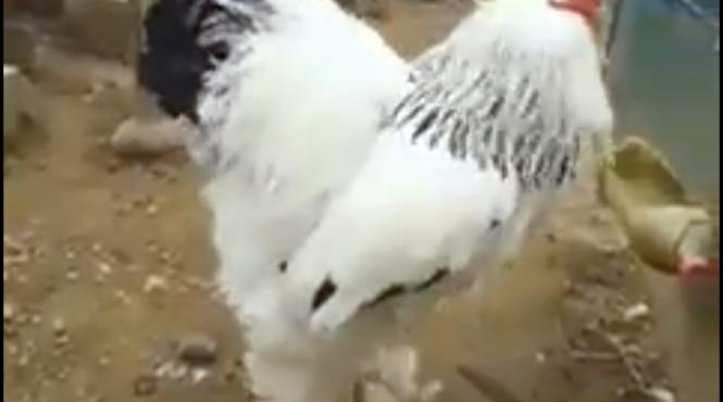 un cocos din franta a fost dat in judecata pentru ca polueaza fonic vecinii