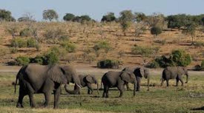 india sunetul produs de albine folosit pentru a indeparta elefantii de sinele de cale ferata