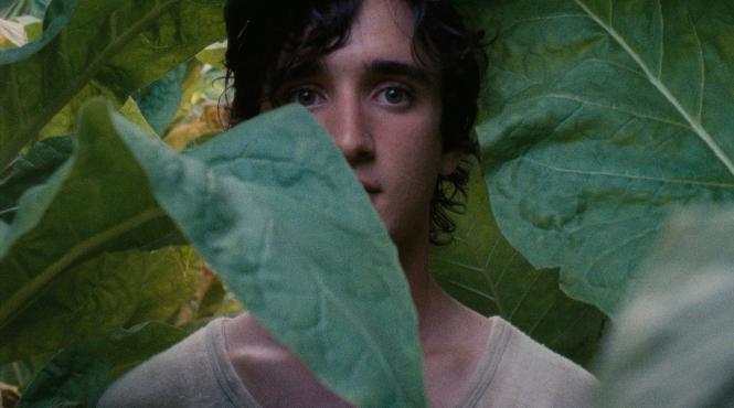 lazzaro cel fericit lazzaro felice magie mister si mituri