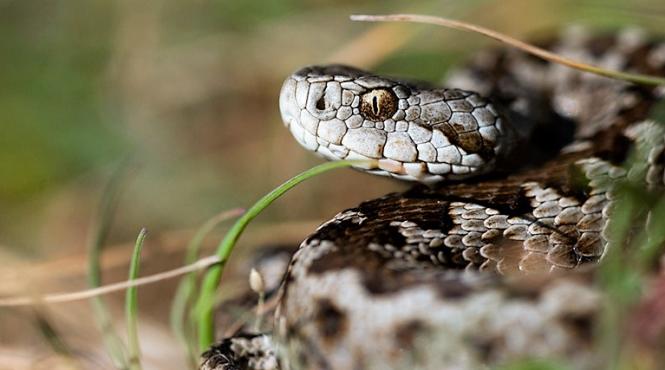 un copil de 13 ani a fost muscat de o vipera in hunedoara