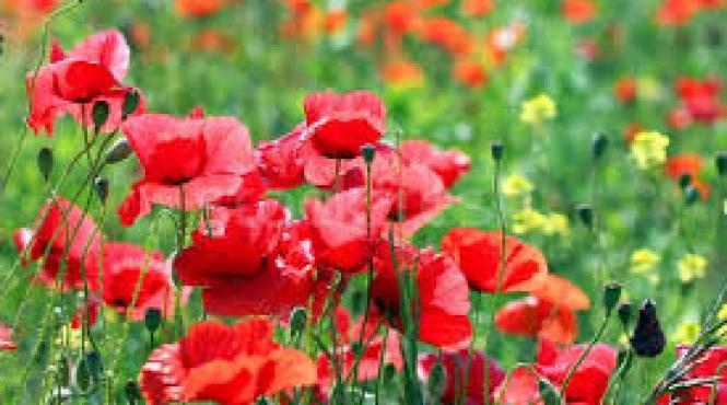 prognoza meteo pentru 21 22 23 si 24 august cer senin