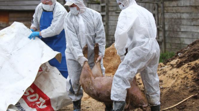 pesta porcina africana face ravagii in tara