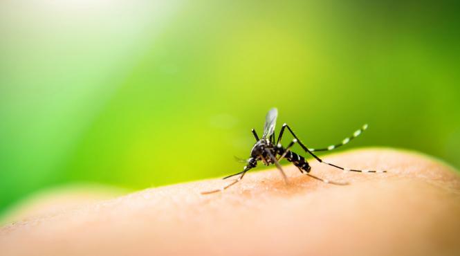 numarul meningitelor cu virus west nile in crestere
