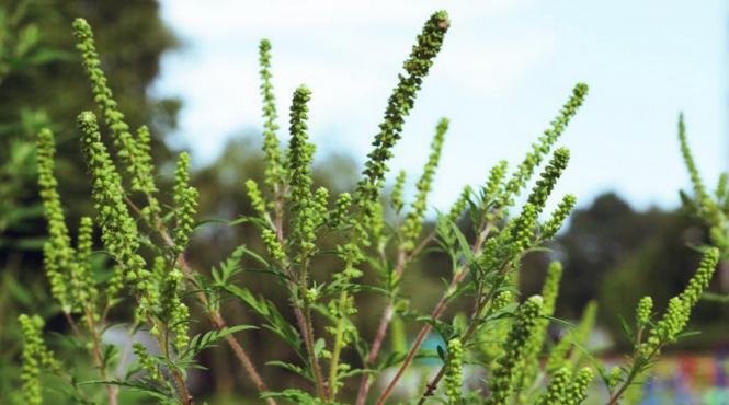 amenzi maxime pentru cei care nu starpesc ambrozia