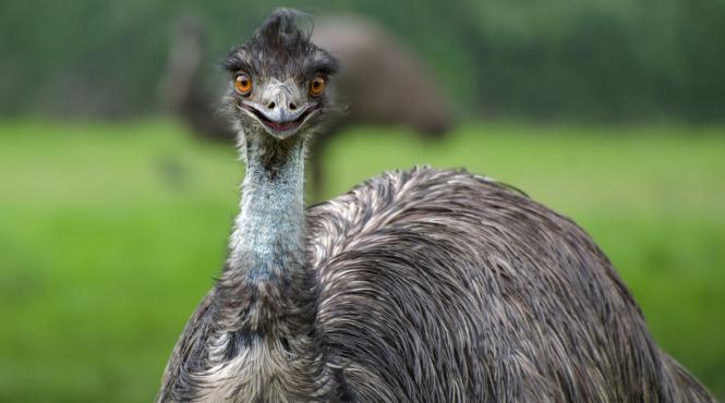 cu politia pe autostrada pe urmele unui emu fugar