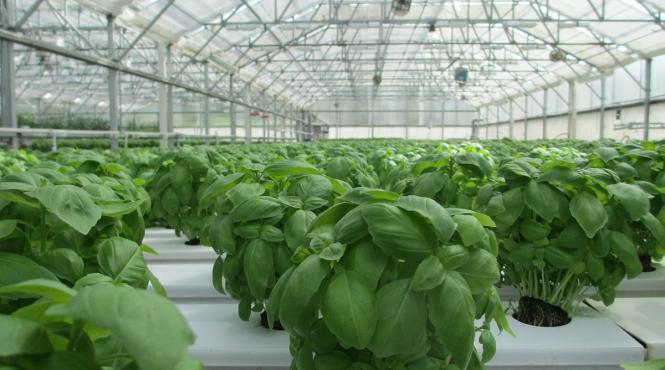 sprijin de 30 mil euro pentru legumicultori