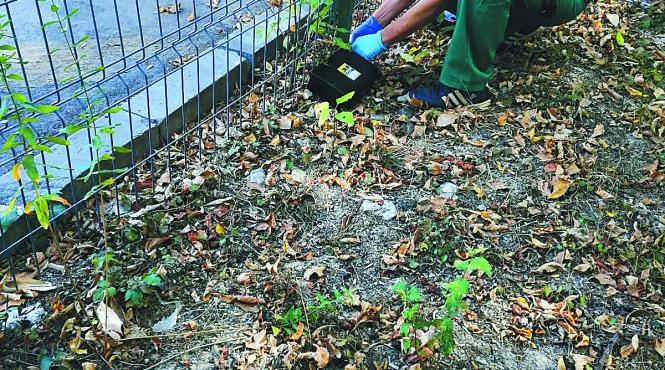 campania de deratizare continua in subsolurile blocurilor