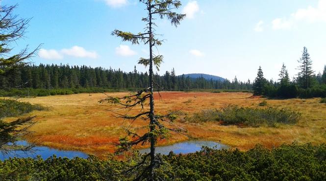 gandacul de scoarta provoaca pierderi de 1 7 miliarde euro padurilor din cehia