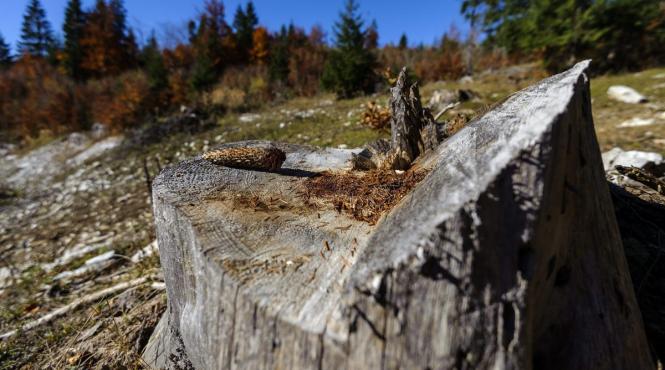 crima in maramures un padurar a fost ucis in timp ce impiedica taierea ilegala a arborilor