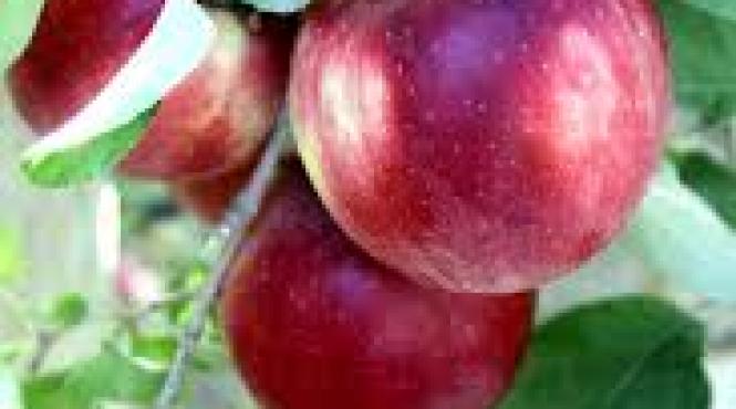 sua campanie de marketing de 10 milioane de dolari pentru un nou soi de mar