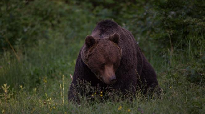 frumusetea salbatica a romaniei la festivalul culturii si calatoriilor din polonia