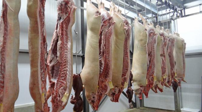 ravagiile pestei porcine africane