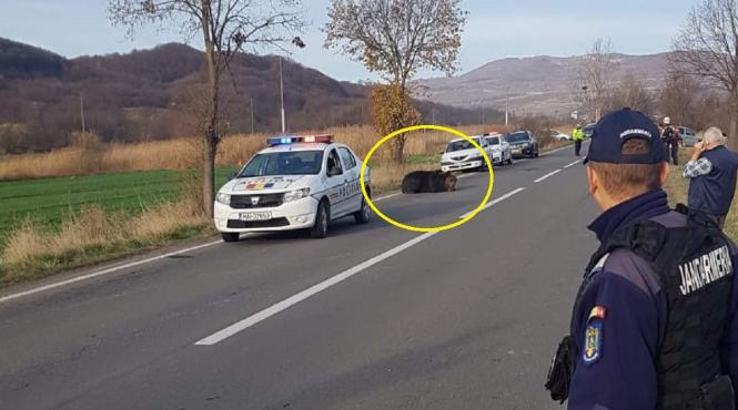 un urs a fost lovit de o masina la iesirea din praid