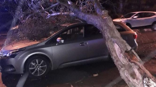 masina strivita de un copac doborat de vant in constanta in autoturism se afla un copil de doi ani