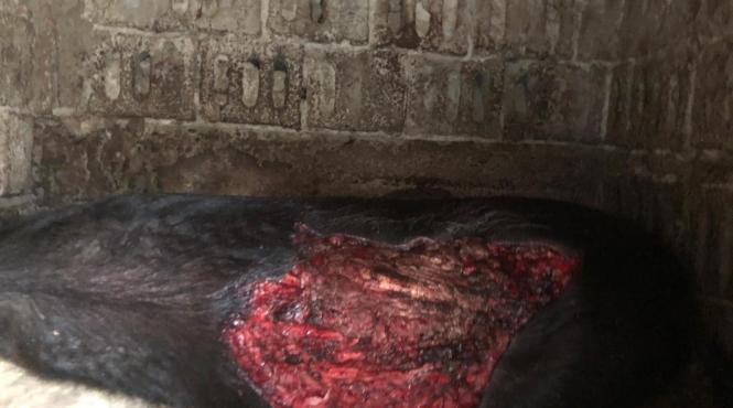 ursii scot oamenii in strada noi traim in teroare