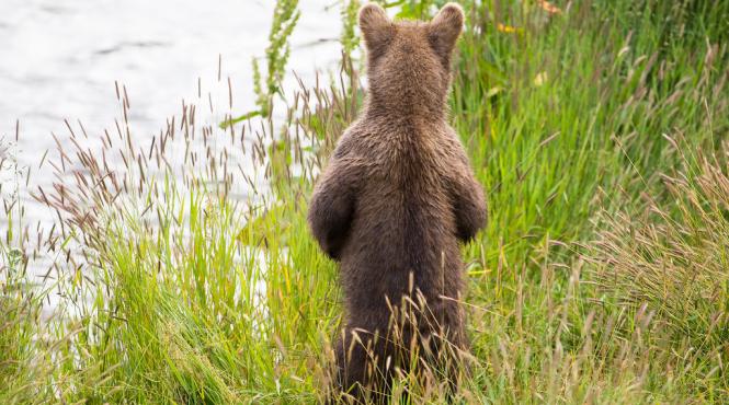 doi pui de urs loviti mortal de un tren in zona podului de pe valea garbea