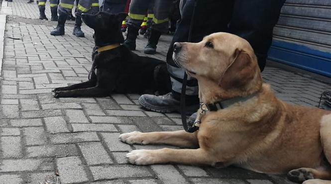 diplome de apreciere pentru maidaneza challapa si labradorul billy