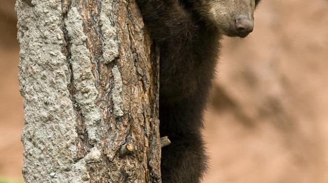 pui de urs eutanasiat dupa ce a fost lovit de tren in brasov