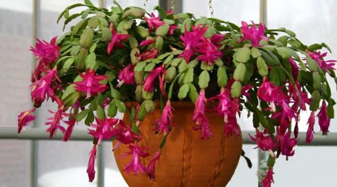 cum ingrijim florile pe timpul iernii