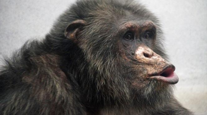 cimpanzeii simt ritmul muzicii potrivit unui studiu