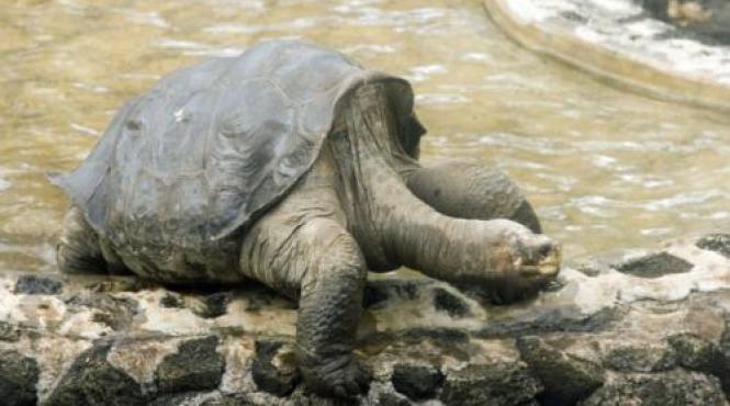 o testoasa uriasa implineste 44 de ani de cand se afla intr o gradina zoologica din marea britanie