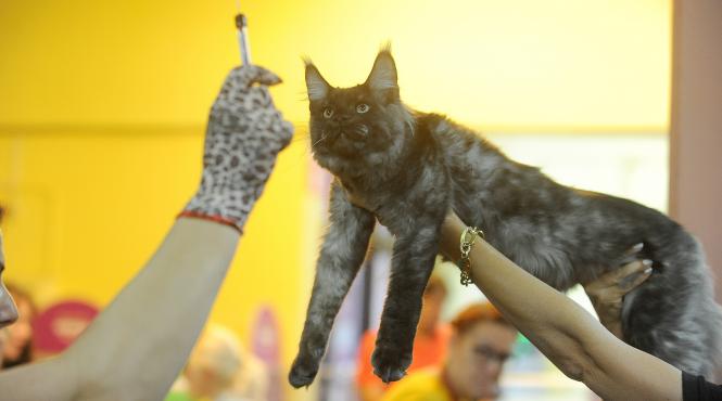 ploua cu pisici prin tavanele spitalului judetean din constanta