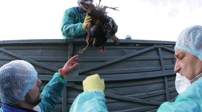 gripa aviara loveste romania