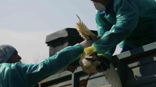 gripa aviara blocheaza drumurile din maramures