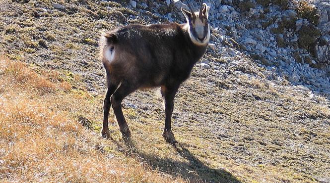 ciocarlia si capra neagra vor deveni specii protejate in romania