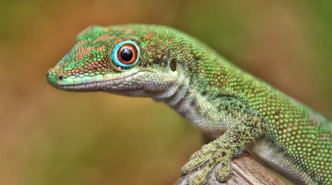 incalzirea globala reduce speranta de viata a reptilelor si amfibienilor