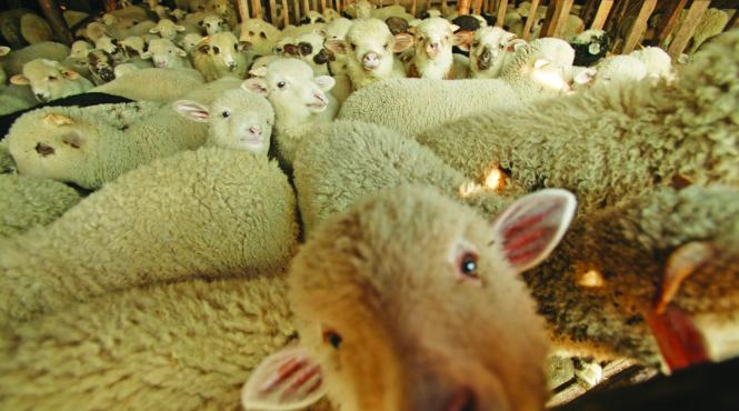 organizatiile pentru protectia animalelor condamna conditiile in care sunt transportati mieii