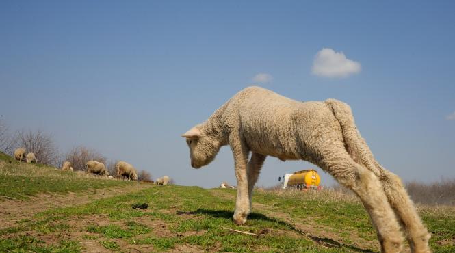 apia plateste circa 67 de milioane de euro pentru beneficiarii masurii 14 privind bunastarea animalelor