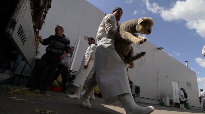 carnea de miel mai ieftina online decat in piete