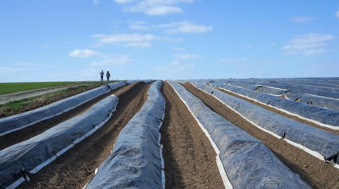 scandal munca de sclav la sparanghel in germania