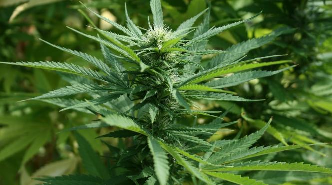 politistii au confiscat 11 kilograme de droguri din casa unui barbat care avea o cultura de canabis