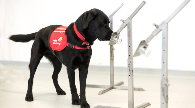 cainii antrenati sa adulmece covid 19