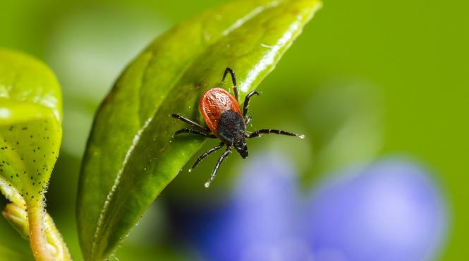 veterinarii avertizeaza atentie la capuse