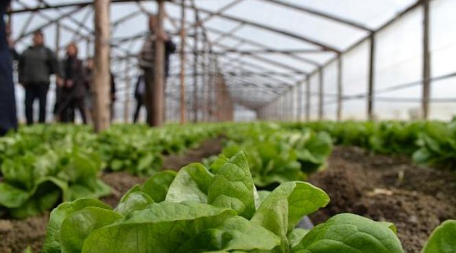 site pentru producatorii de alimente si de flori lansat de consiliul judetean ilfov