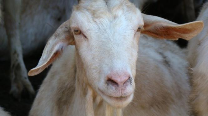 apia efectueaza plata ajutorului de stat pentru ameliorarea raselor de animale