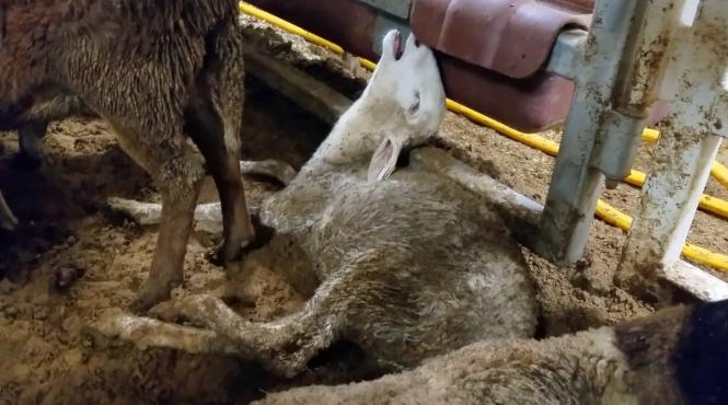 transportul animalelor vii pe canicula permis prin lege