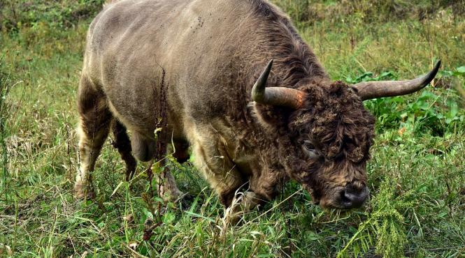 cluj un taur fioros a omorat un barbat