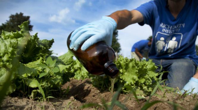 mana si buruienile trebuie combatute din culturile agricole in aceasta perioada