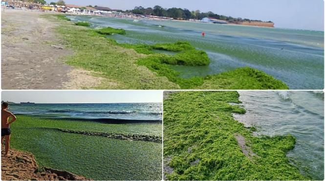 tone de alge aduse la mal pe litoral o noua maree verde ne a lovit in doar cateva ore