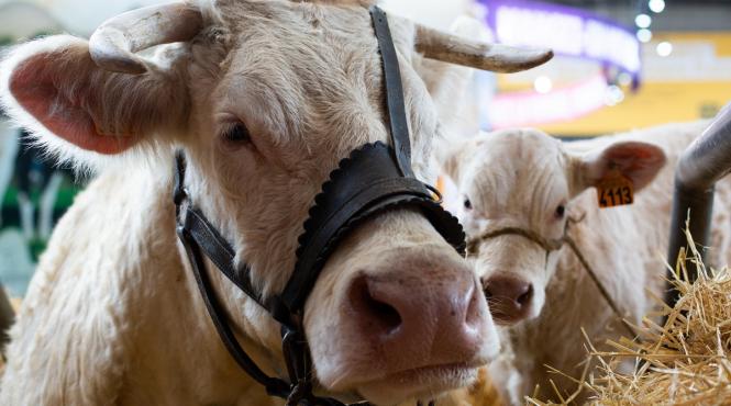 revolutie recunoastere faciala pentru animale