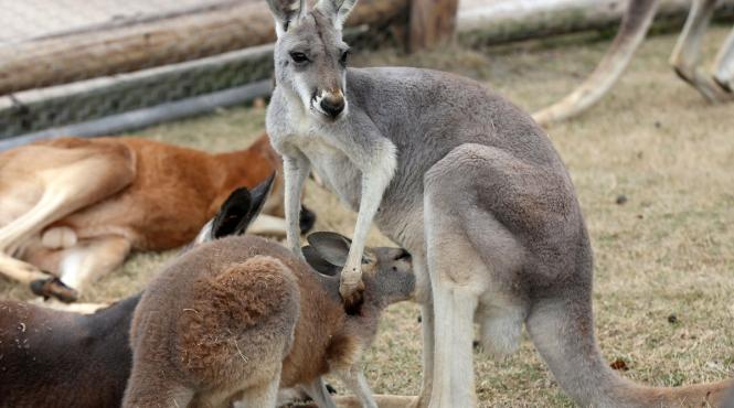 situatia neobisnuita la gradina zoologica din timisoara trei caini au omorat sase canguri si au atacat o pasare emu