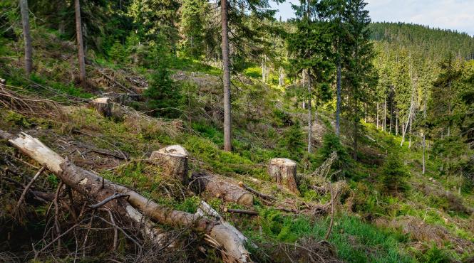 monitorul padurilor in faza de testari