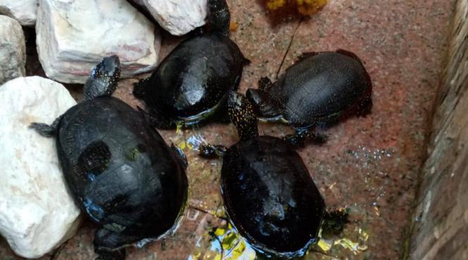 aproape 30 de broaste testoase de apa descoperite intr un restaurant din timis