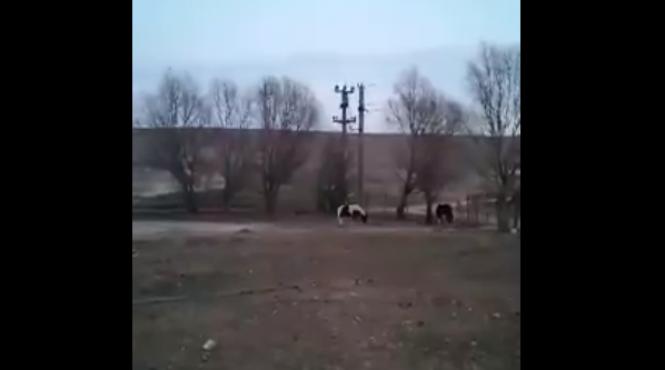 40 de cai legati lasati in frig si mizerie pe marginea lacului zarguzon